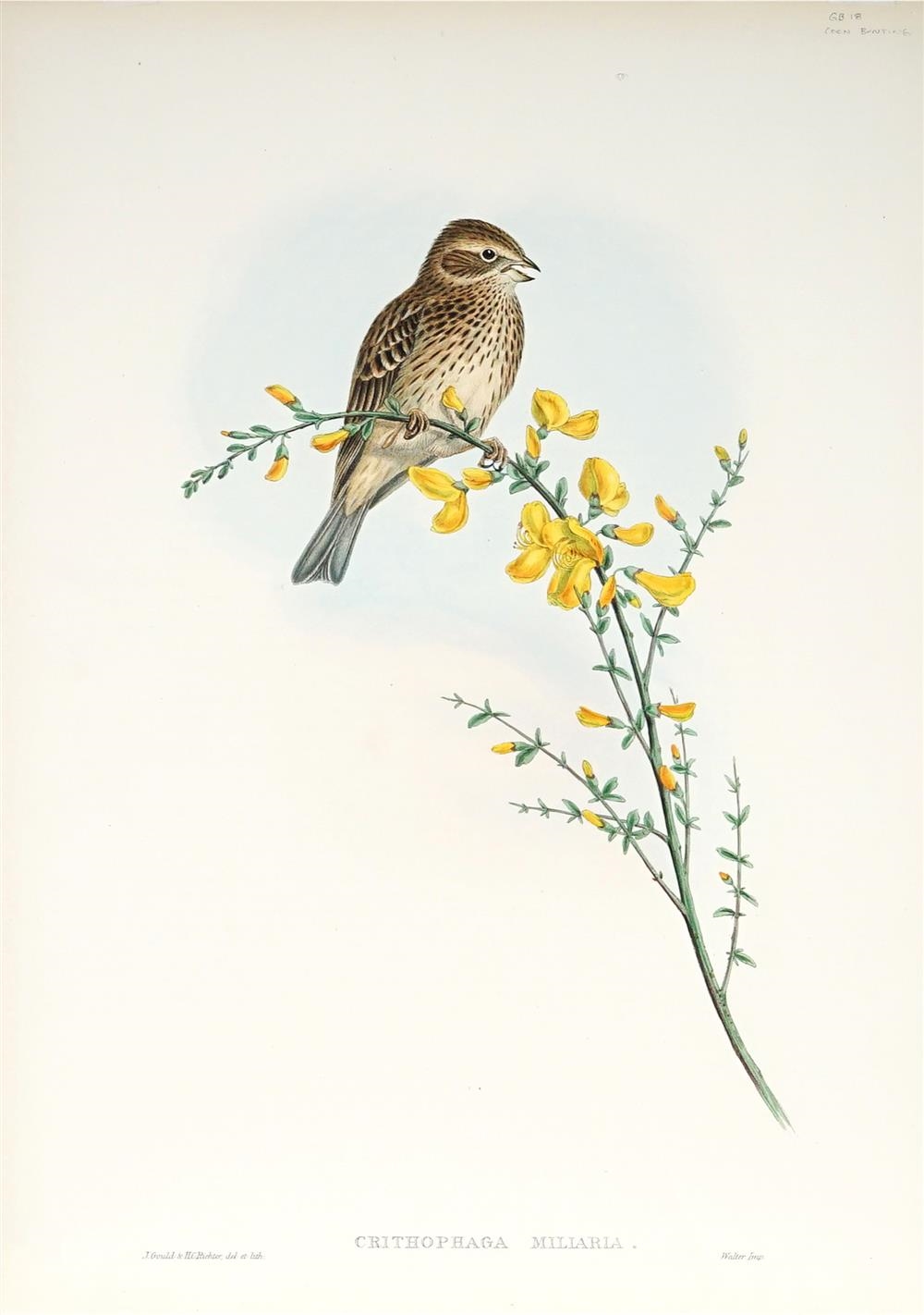 Artwork by John Gould, EMBERIZA CALANDRA: Common Bunting, Made of hand coloured lithograph