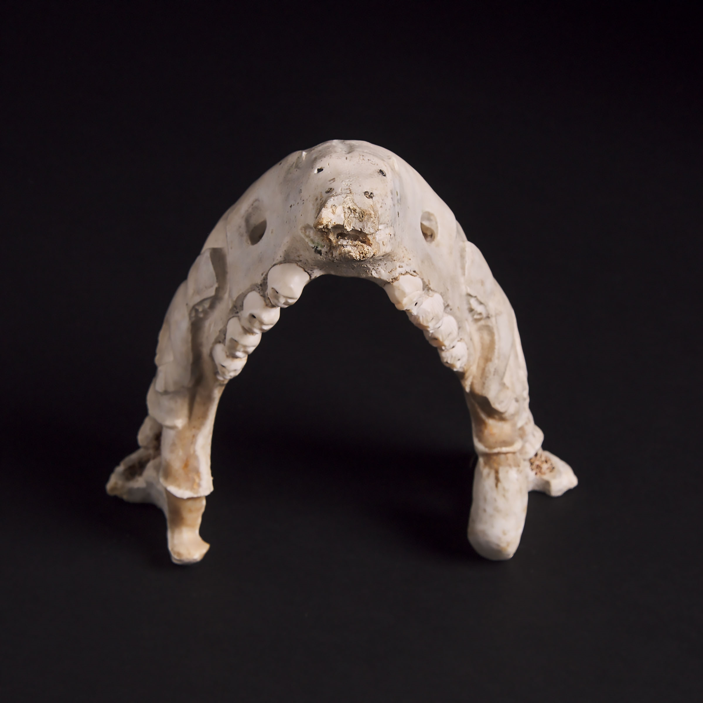 Artwork by Guyasee Veevee, CARVED CARIBOU JAW, Made of bone