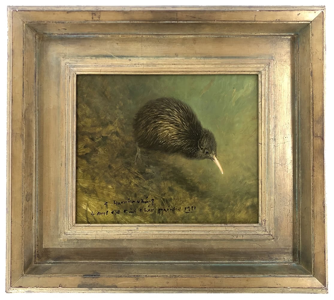 Raymond Harris Ching A Brown Kiwi Chick, 4 Days Old (1981) MutualArt