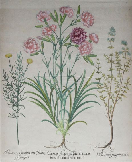 CARYOPHYLL, PLENUSTAETE RUBESCENS by Basilius Besler