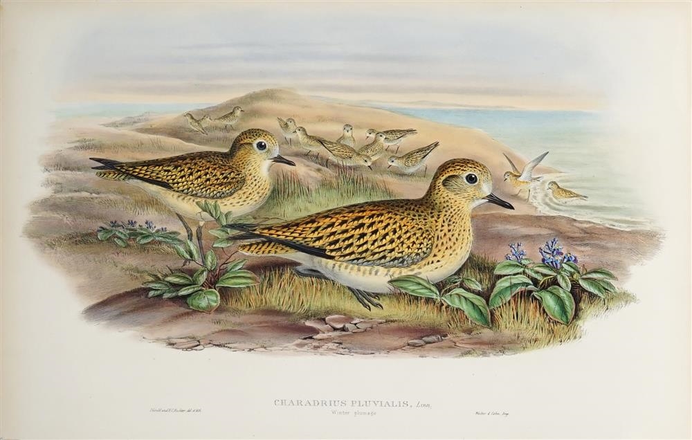 PLUVIALIS APRICARIA: Golden Plover by John Gould