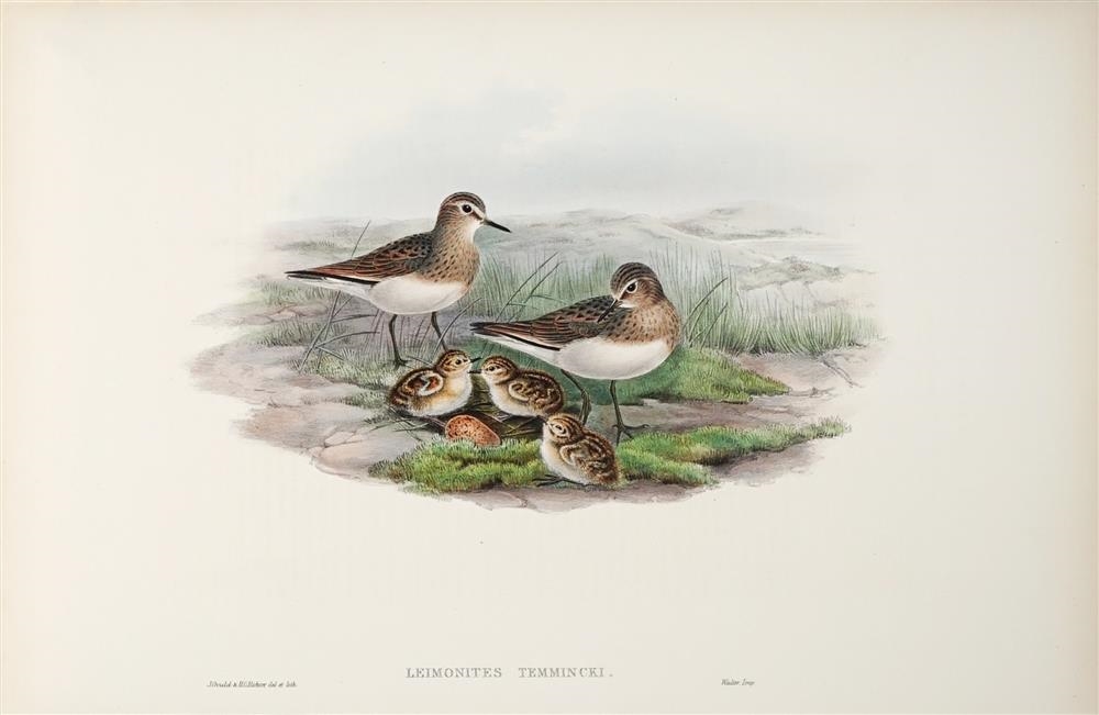 Artwork by John Gould, CALIDRIS TEMMINCKII: Temminick's Stint, Made of hand coloured lithograph