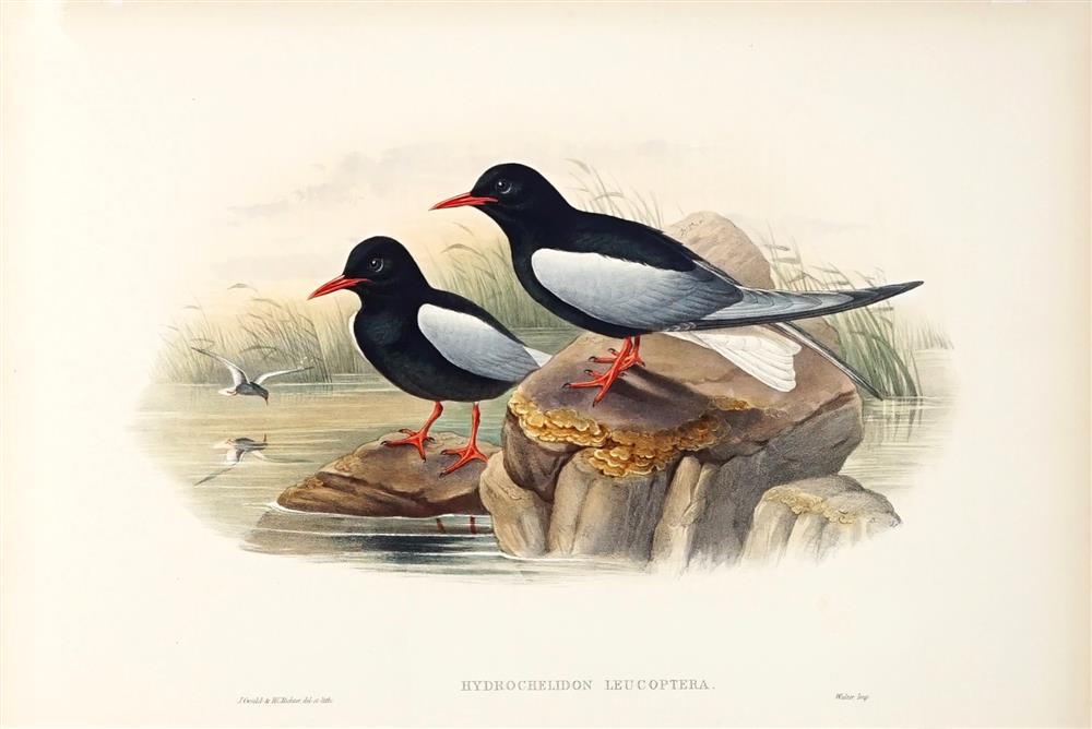Artwork by John Gould, CHLIDONIAS LEUCOPTERUS: White-winged Black Tern, Made of hand coloured lithograph