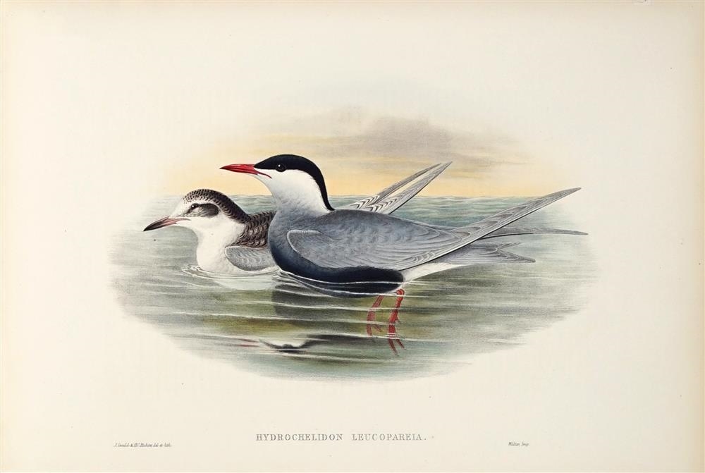 CHLIDONIAS BYBRIDA: Whiskered Tern by John Gould