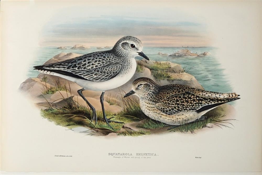 Artwork by John Gould, PLUVIALIS SQUATAROLA: Grey Plover, Made of hand coloured lithograph