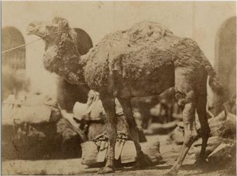 Dromadaire - Ernest Benecke