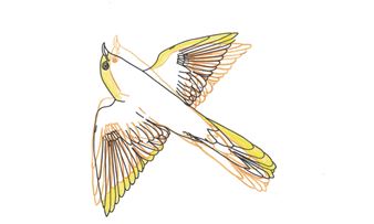 Eimear Walshe: Cuckquean - Van Abbemuseum