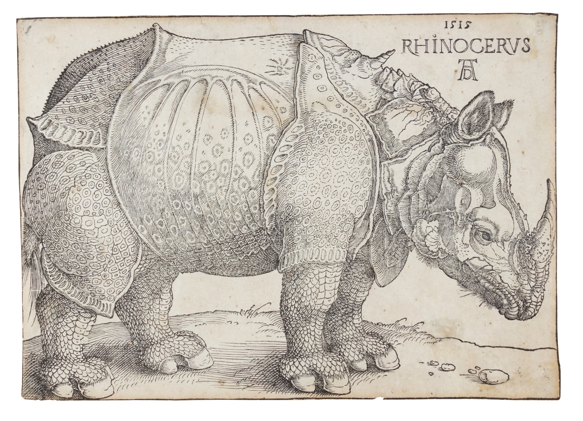 Albrecht Dürer | A Rhinoceros (1515) | MutualArt