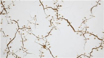 \ ˈtəch \ - Marisa Newman Projects