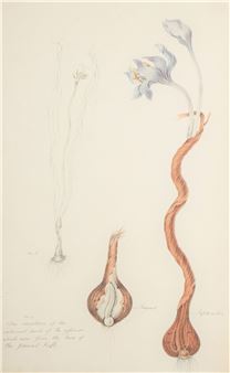 Two Works: Colchicum autumnale; Meadow saffron - L. Hardcastle