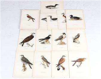 Fågelmotiv - Wright Brothers