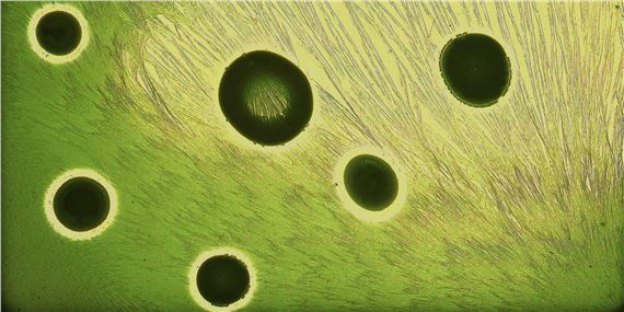 50 Years of the Supporters’ Circle for Contemporary Art - Kunsthalle Bremen