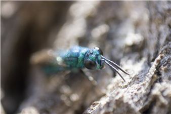 Emerald Bug - Eden Menta