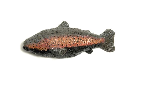 Rainbow Trout with a Black Underbelly by Chris Mason, 2019
