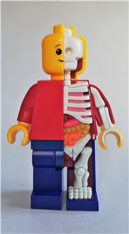 A split figure toy showing the contrast between a cartoon face and a realistic skeleton.