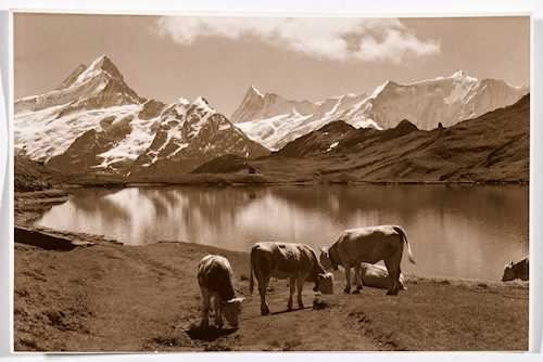 Cows by an alpine lake by Emanuel Gyger, Arnold Klopfenstein, circa 1945