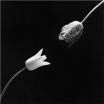 Discovery and Documentation