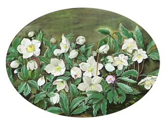 Still life with hellebores - Käthe Thaisen