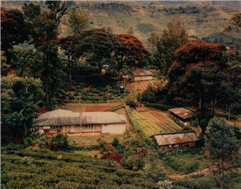 Two chromogenic prints.  Tea Factory, Mutwagalla Estate, Kirella, Sri Lanka; Somerset Tea Plantation and Flame Trees in the Jungle, Sri Lanka - Beahan & McPhee