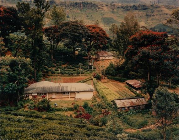 Two chromogenic prints.  Tea Factory, Mutwagalla Estate, Kirella, Sri Lanka; Somerset Tea Plantation and Flame Trees in the Jungle, Sri Lanka - Laura McPhee