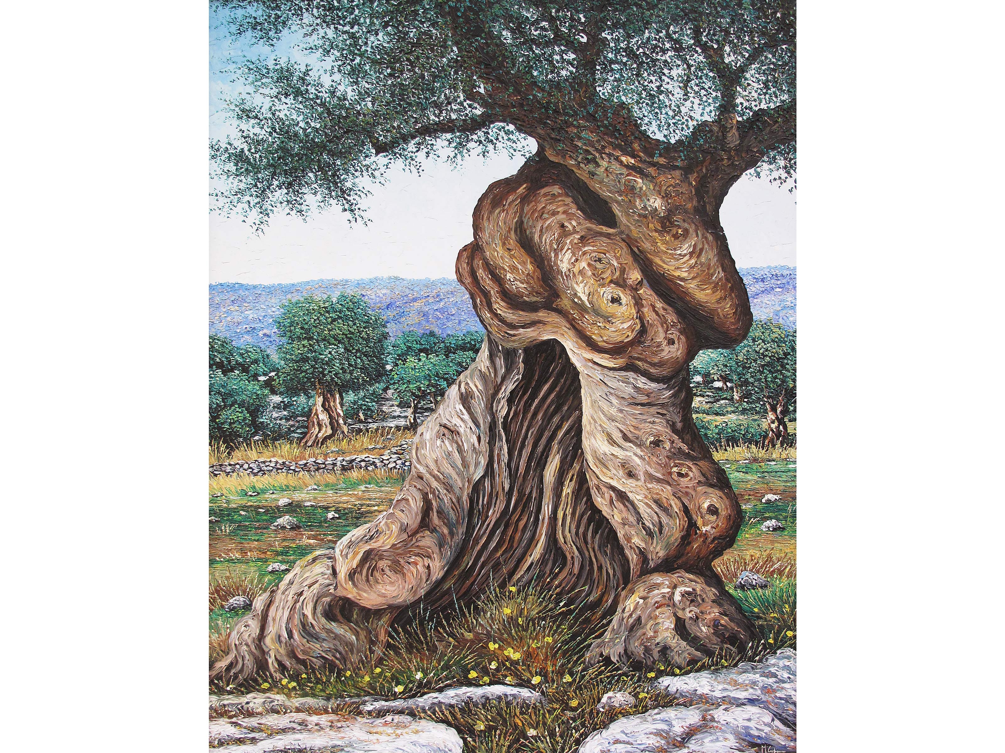 Michele Carpignano | The tormented trunk of the secular olive tree ...