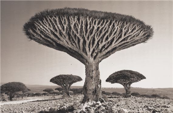 'Shebehon Forest' (from Island of the Dragon's Blood) by Beth Moon, printed in 2020