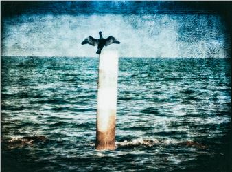 Cormorano - Susanna Ceretti