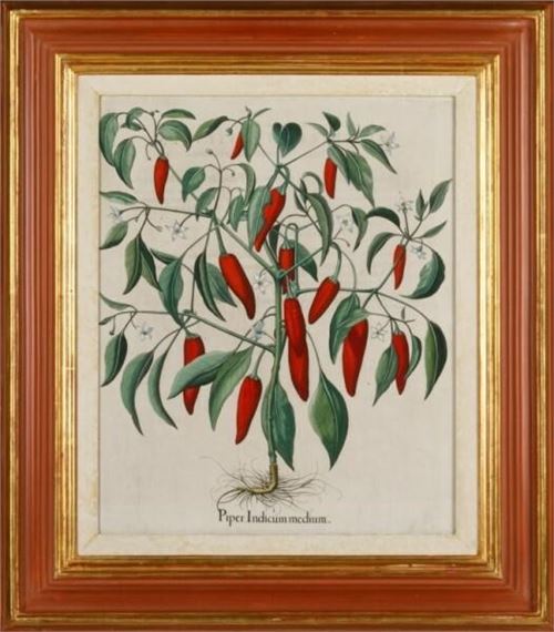 Piper Indicum medium by Basilius Besler, 1613