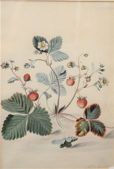 Strawberry Plant with Flowers - Alida Withoos