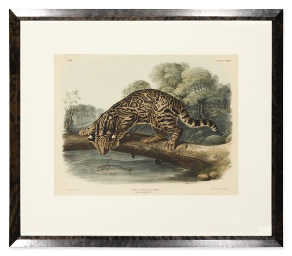 Ocelot, or Leopard-Cat. Male (Plate LXXXVI) by John Woodhouse Audubon, 1846