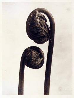 Pflanzenformen II by Karl Blossfeldt, 1895-2016