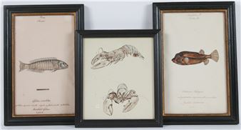 Three works: Studies of Fish; study of lobsters - William Goodall