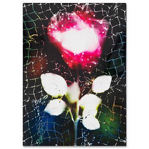 A glowing red rose with white petals against a dark, textured background.