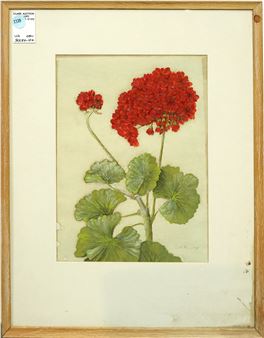 Study of a Geranium - Edith Elizabeth Tuhner Bruning