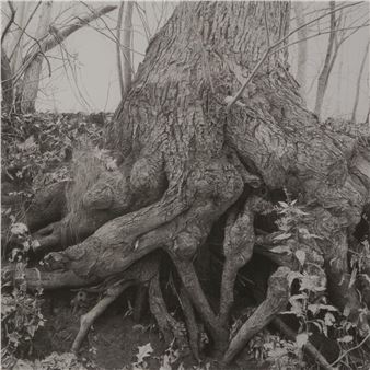 The Kingdom Tree - Paul Otero