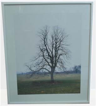 "Tree at Hildon" - Elizabeth McAlpine