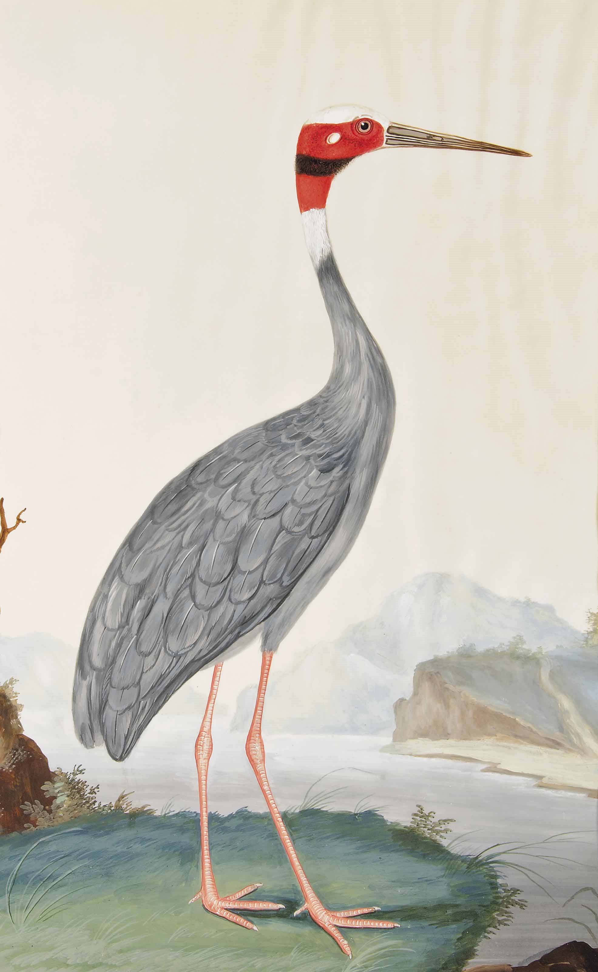 Artwork by Indian School, 19th Century, AN INDIAN SARUS CRANE (GRUS ANTIGONE), Made of Gouache on paper