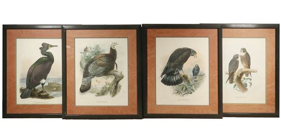 (4) FRAMED BIRD PRINTS by J. Wolf, 1867