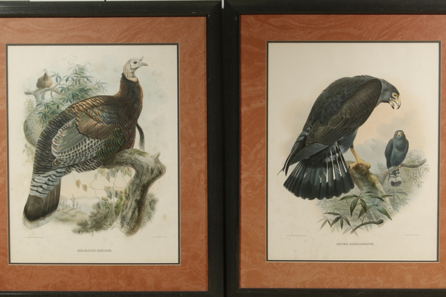 Artwork by J. Wolf, (4) FRAMED BIRD PRINTS, Made of hand colored lithos