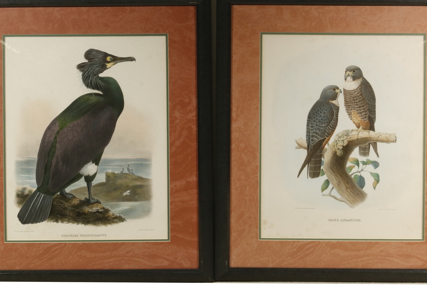 Artwork by J. Wolf, (4) FRAMED BIRD PRINTS, Made of hand colored lithos