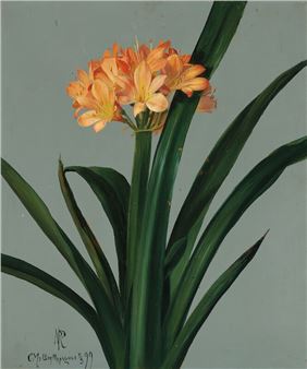 Amaryllis belladonna - Niels Peter Rasmussen