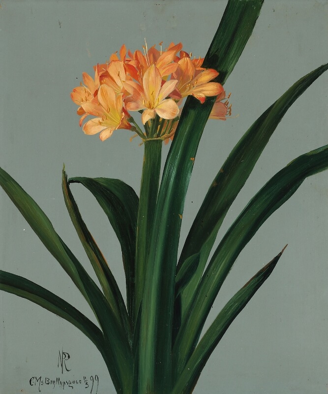 Artwork by Niels Peter Rasmussen, Amaryllis belladonna, Made of Oil on paper laid on cardboard