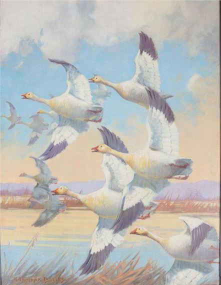 Snow Geese by Reginald F. Bolles