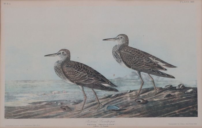 Pectoral Sandpiper by John James Audubon, Julius Bien, 1860