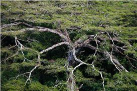 Daniel Beltrá's Devastating Photographs of Amazon Deforestation