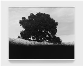 Review: Landscape and Body, in Sensuous Shadow: The Photos of Mark McKnight