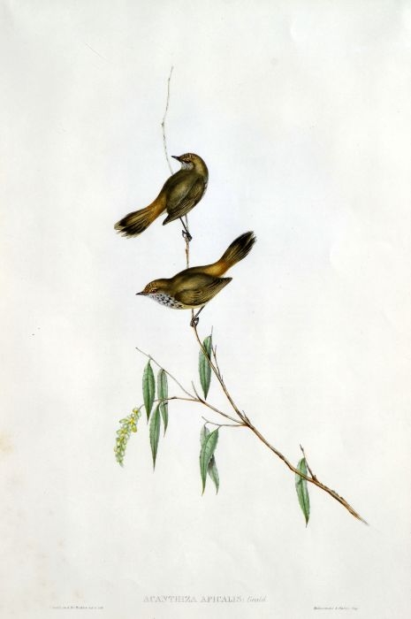 Untitled by John Gould, circa 1860s