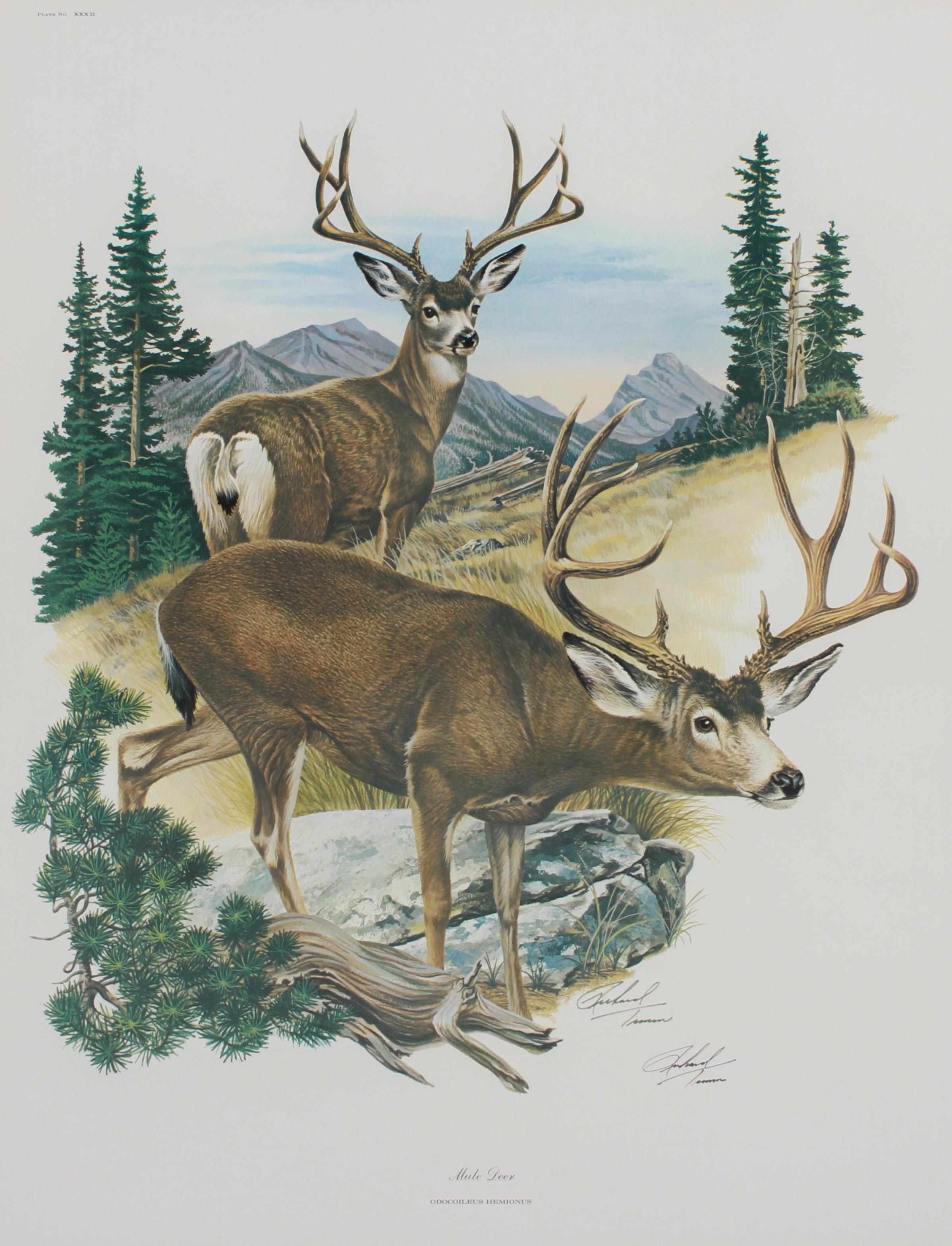 Richard Timm | Framed Lithographs | MutualArt