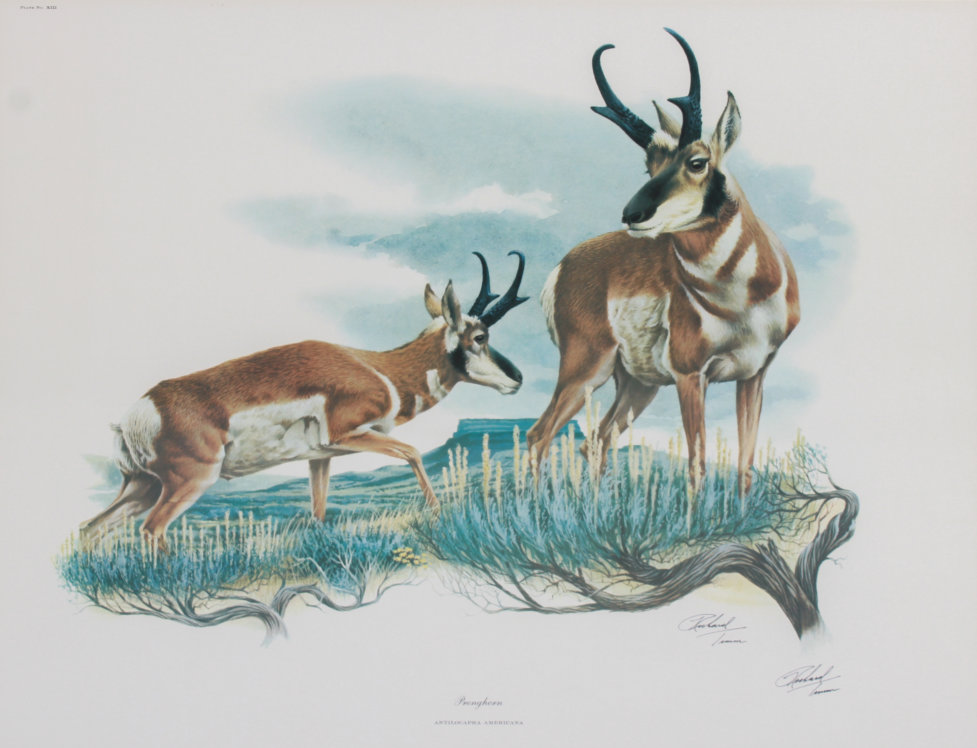 Richard Timm | Framed Lithographs | MutualArt