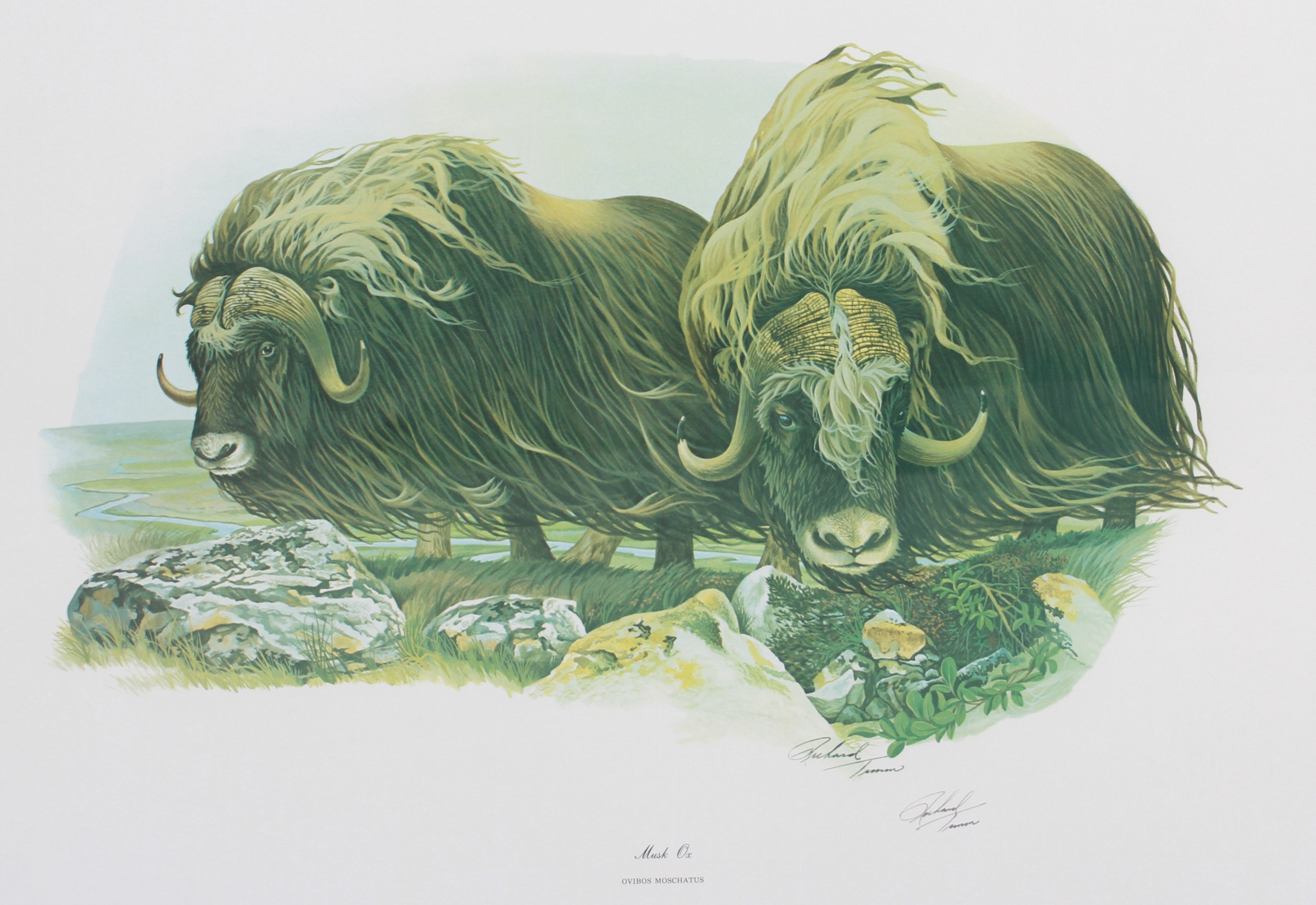 Richard Timm | Framed Lithographs | MutualArt